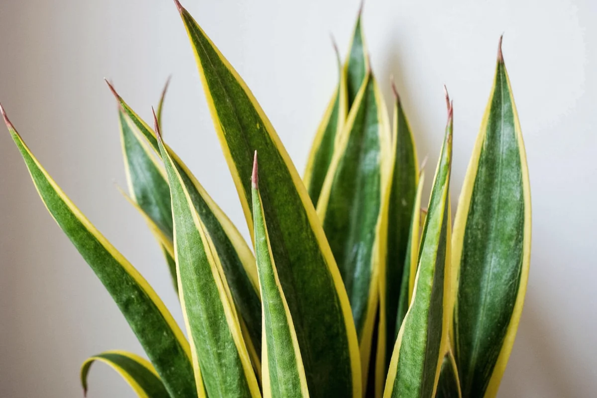 do snake plants clean the air