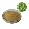 facial mask and face care Rumex Acetosa Extract Powder
