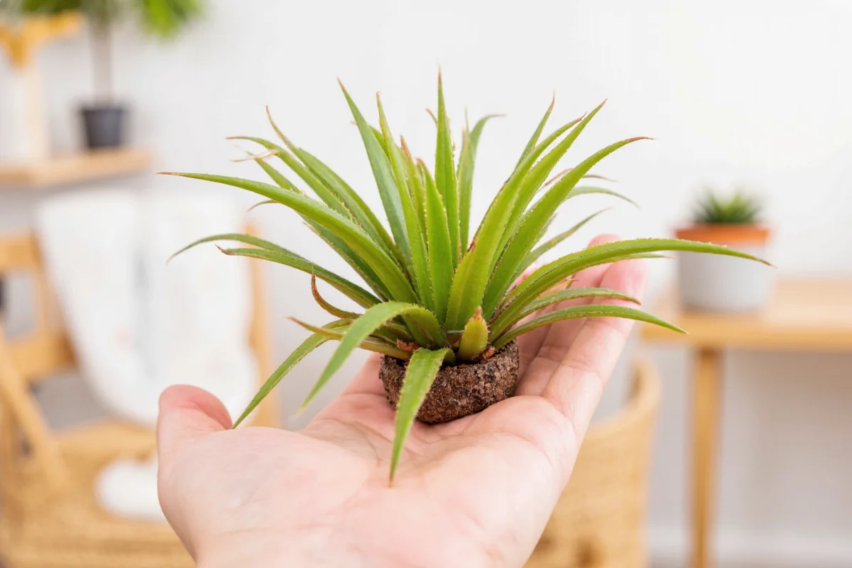 how to take care of air plant tillandsia