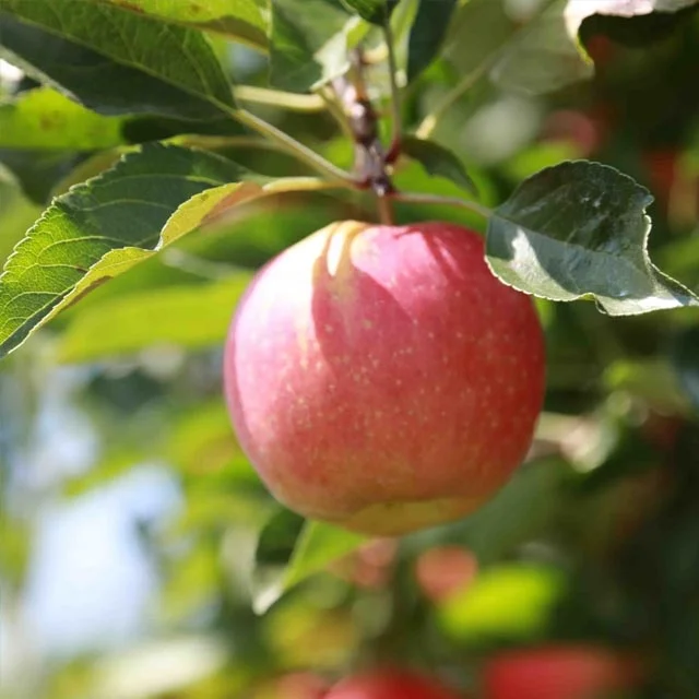 
Best RED Apple for a agency cooperator 