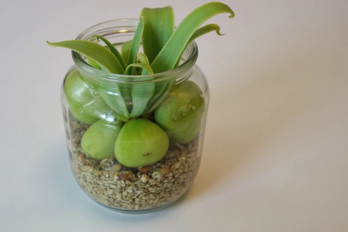 how to propagate a snake plant in water