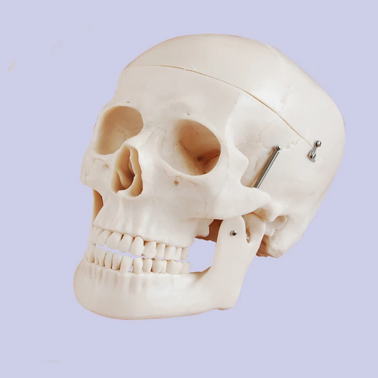 Studying PVC 21cm 1kg Human Skull Anatomy Model