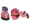 Medical Plastic Human Jumbo Heart model&Nnatomical model