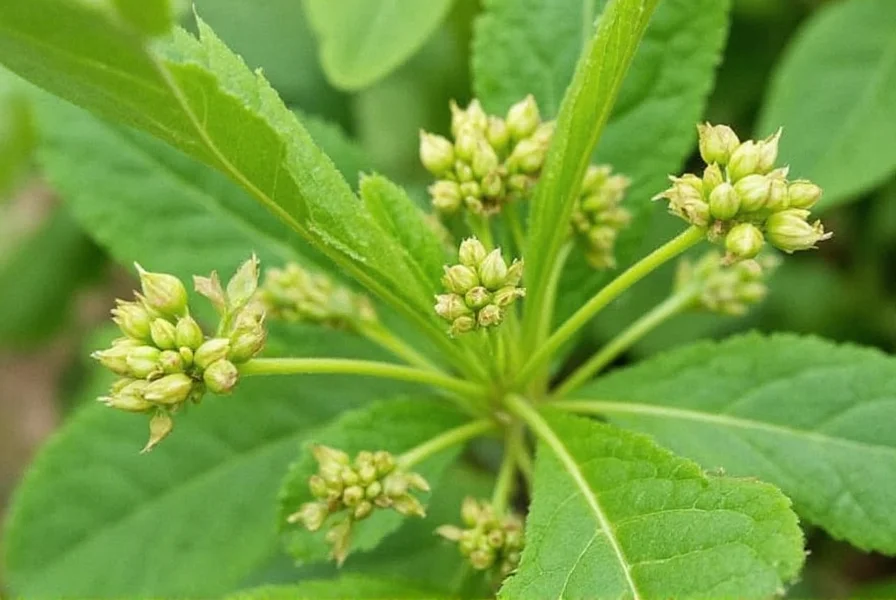 black mustard plant