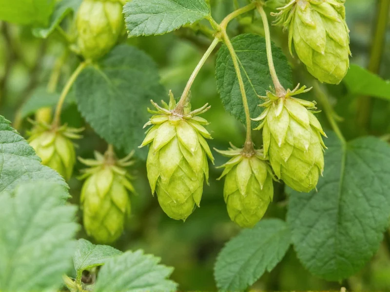 Hops and Thyme: Plants, Uses, and Growing Guide