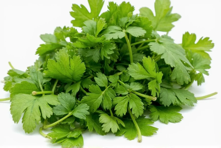 How to Freeze Coriander: Best Methods for Long-Lasting Freshness