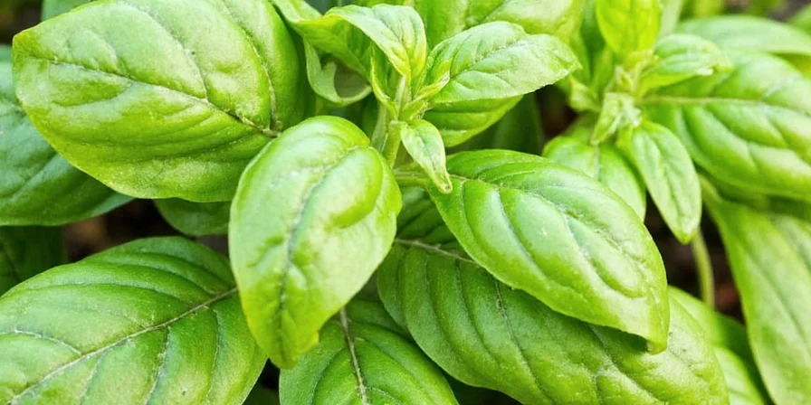 10 must know herbs for every spice enthusiast that aren t just basil