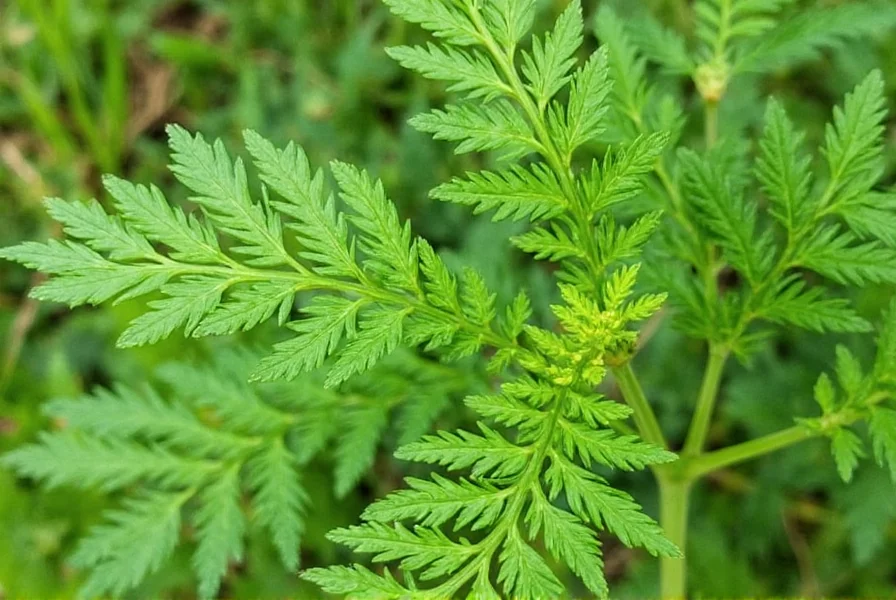 Dill Leaf Powder
