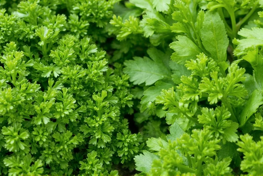 Close-up of fresh perejil (parsley) leaves showing both curly and flat-leaf varieties side by side