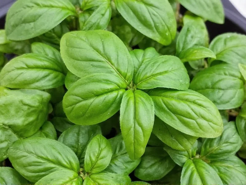 Dried Basil vs. Basil Leaves: What's the Difference?