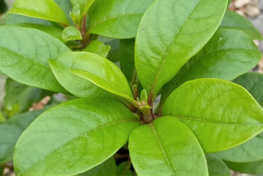 what does a ginger plant look like