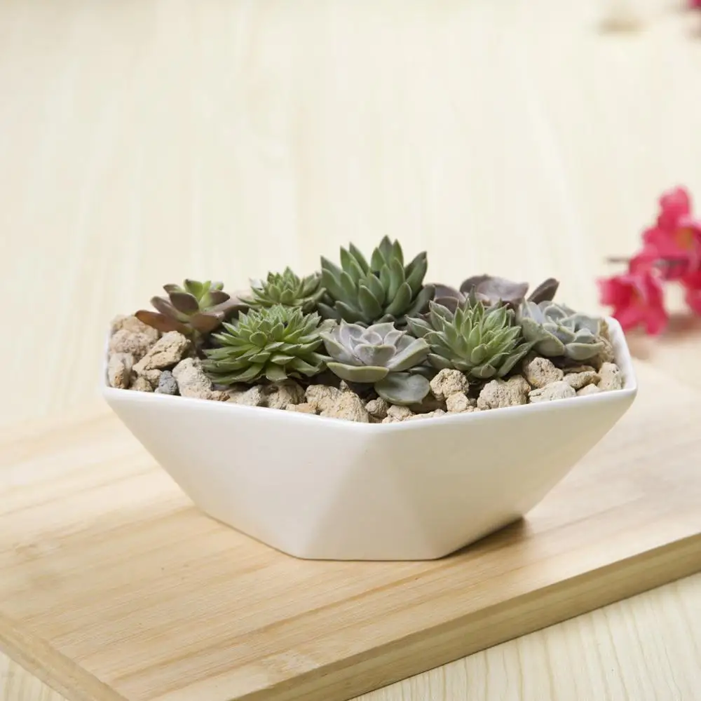 Wholesale Ceramic Pots For Succulents Plant Mini Flower