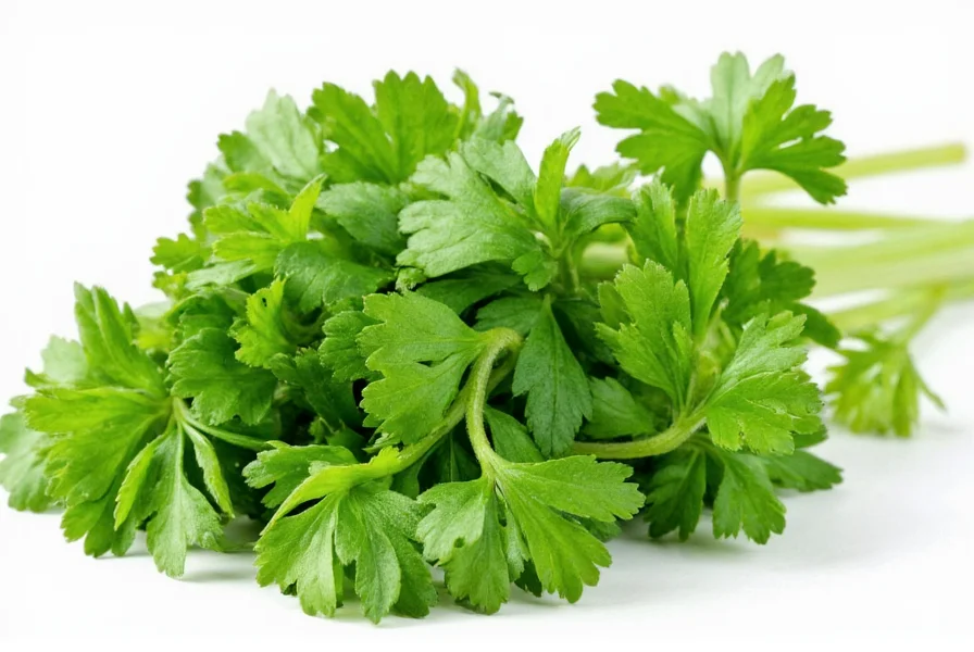 Coriander vs Cilantro: Same Plant, Different Names Explained