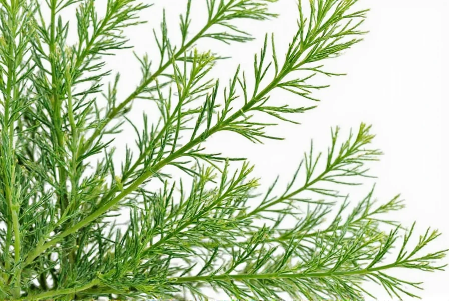 Dill in Sauce