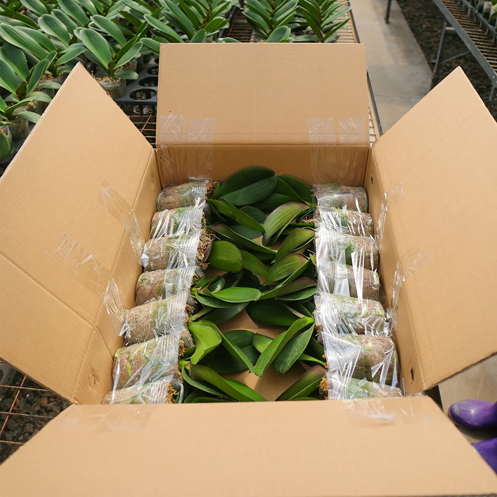 所有行业  农业 观赏植物  天然植物  水生植物  包装与物流