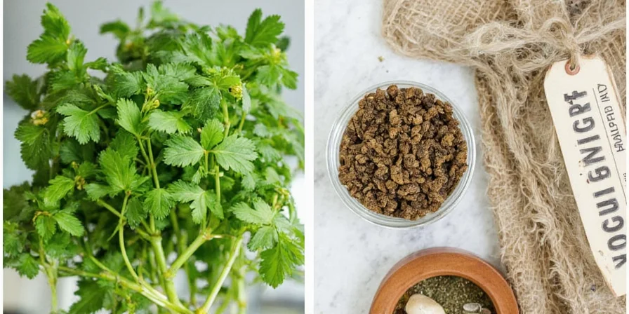 From Garden to Jar: Decoding the Fresh vs. Dried Herb Mystery (With a Sprinkle of Spice Magic)
