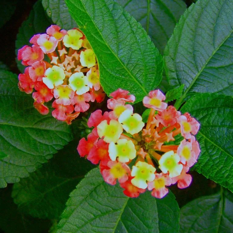 Lantana trifolia