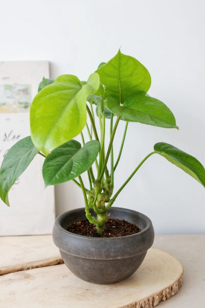Fiddlehead Fig Plant in Bright Living Room