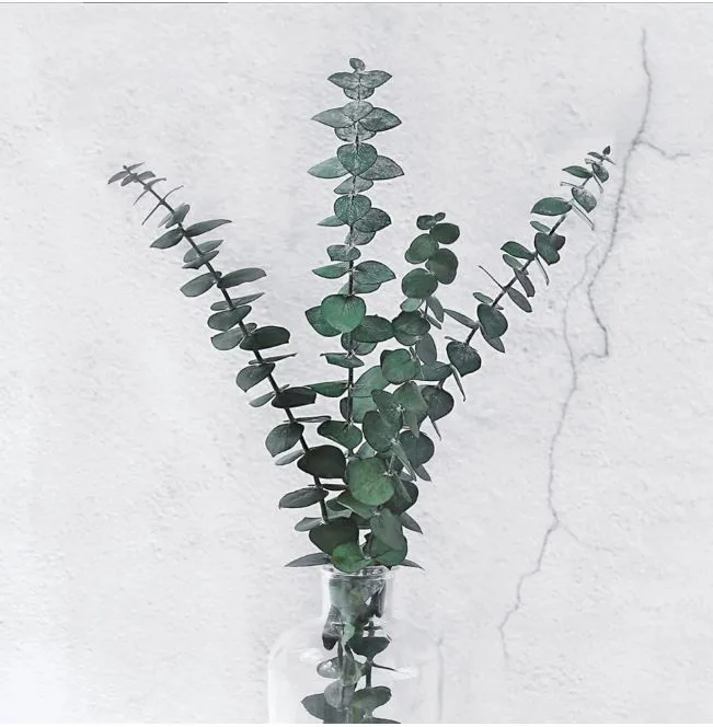 插花保存精美的桉树装饰 - buy 保存桉树,保存桉树细叶,细叶桉树