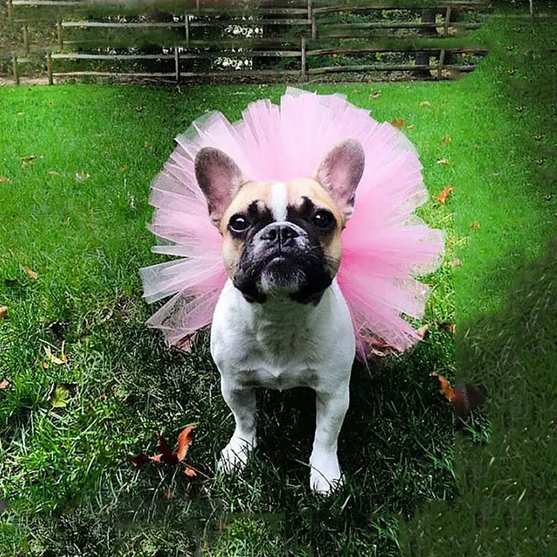 

Small Pet Dog Cat Puppy Tutu Lace Dress Ballet Skirt Princess Apparel Clothes Supplies, Multicolor