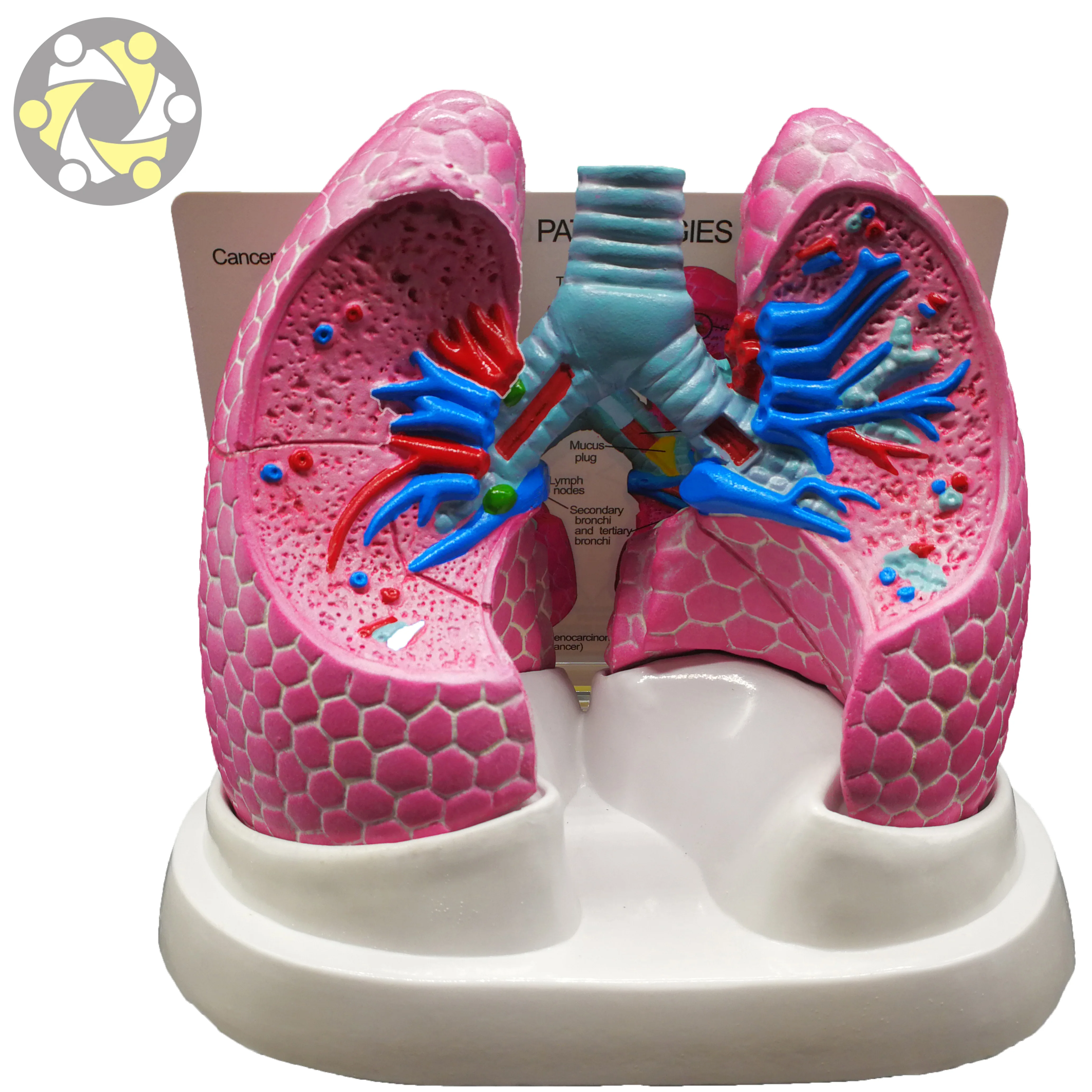 Pulmonary anatomy model