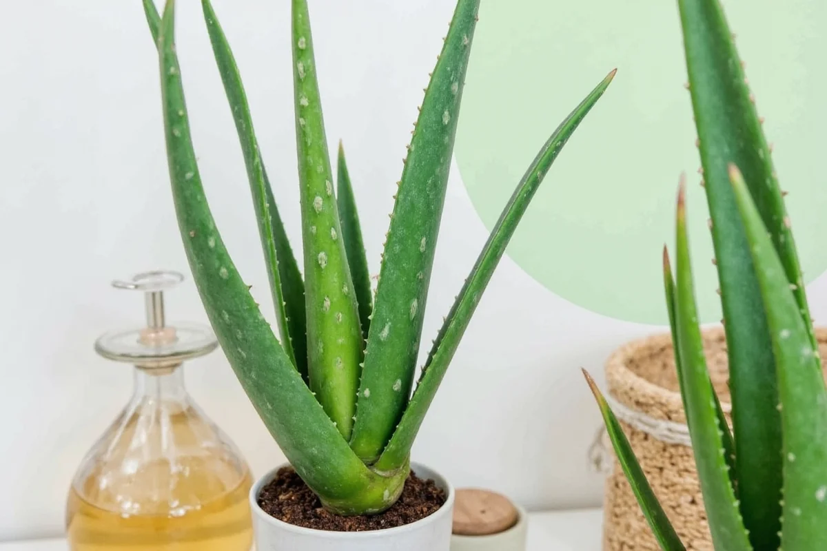 how to look after an aloe vera plant