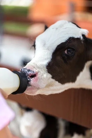 
Greatcare Medical Animal Husbandry Equipment Calf cow baby milk Feeder Bag calf feeding bucket 