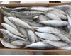 /product-detail/new-catching-frozen-sardine-sardinella-longiceps-for-canning-62285700607.html