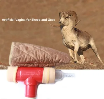 Jiangs goat AV.jpg