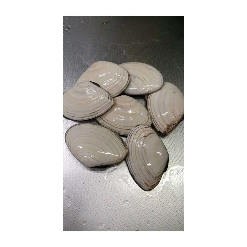 
Japanese Live Seafood Importer Companies High Quality Good Tasting Tellin 