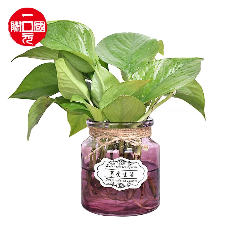 

European style vase mini glass vase for home decor modern