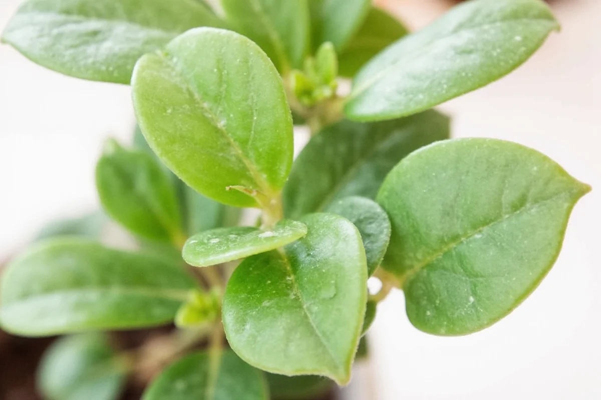 how much light does a jade plant need