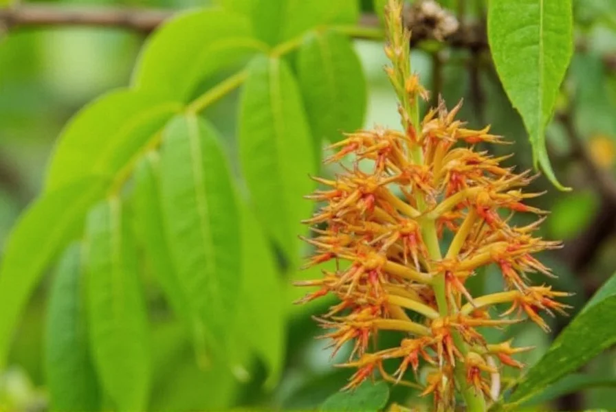 savana ginger