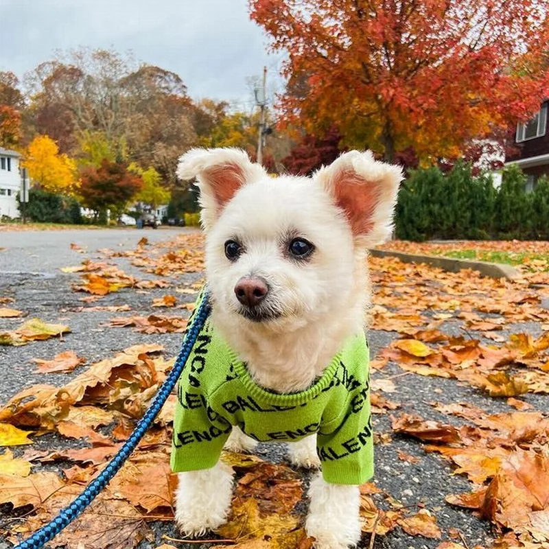 

Hot Selling Luxury Brand Fashionable Spring Summer Cotton Green Pet Cat Dog Clothes Jackets