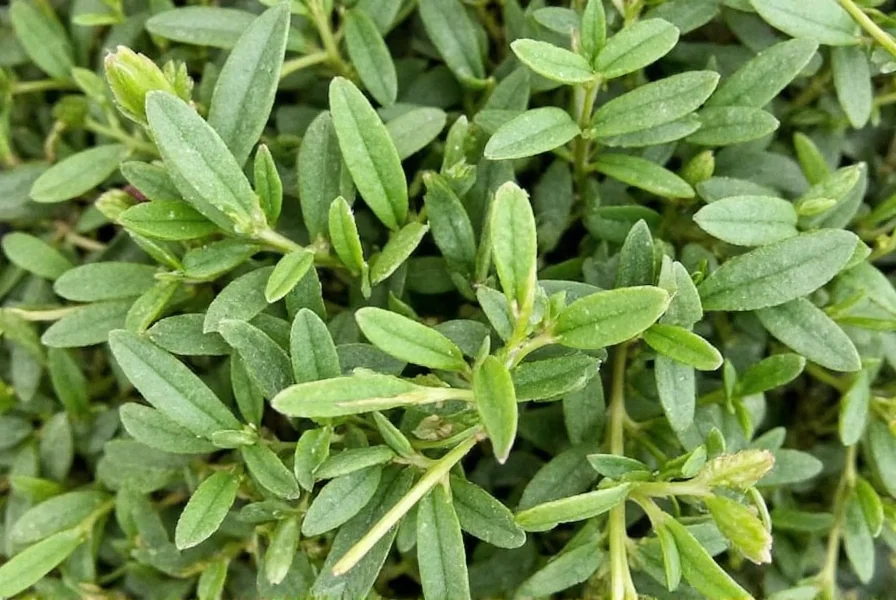 Greek Oregano Seeds