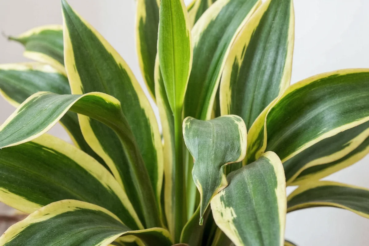 how much water for snake plant