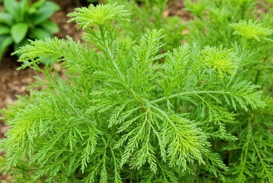Fennel Companion Planting: What Works and What Doesn't