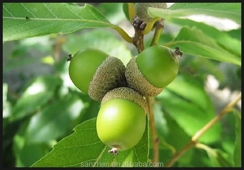 natural acorn kernels oak nut for food or making acorn starch