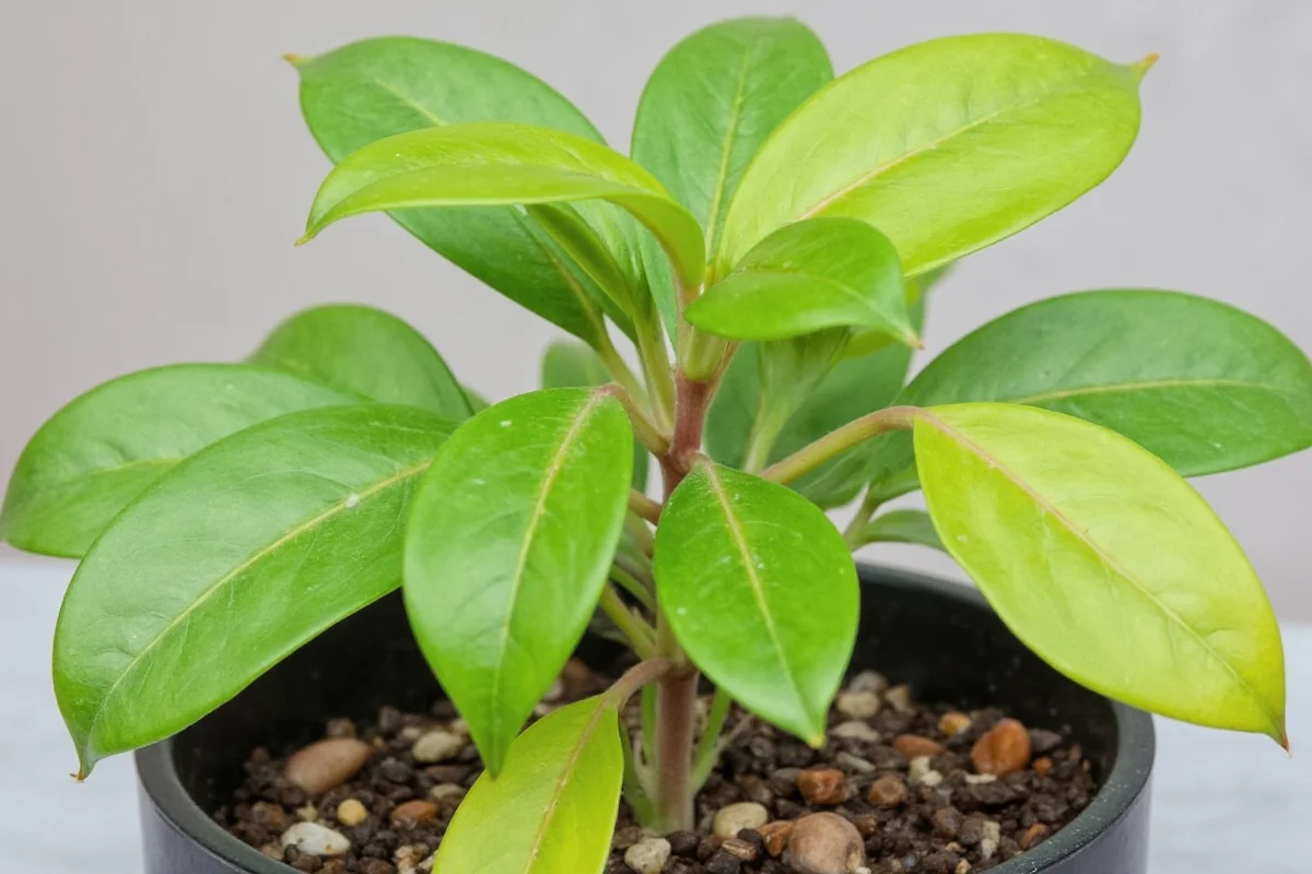 how do you take care of a peace plant