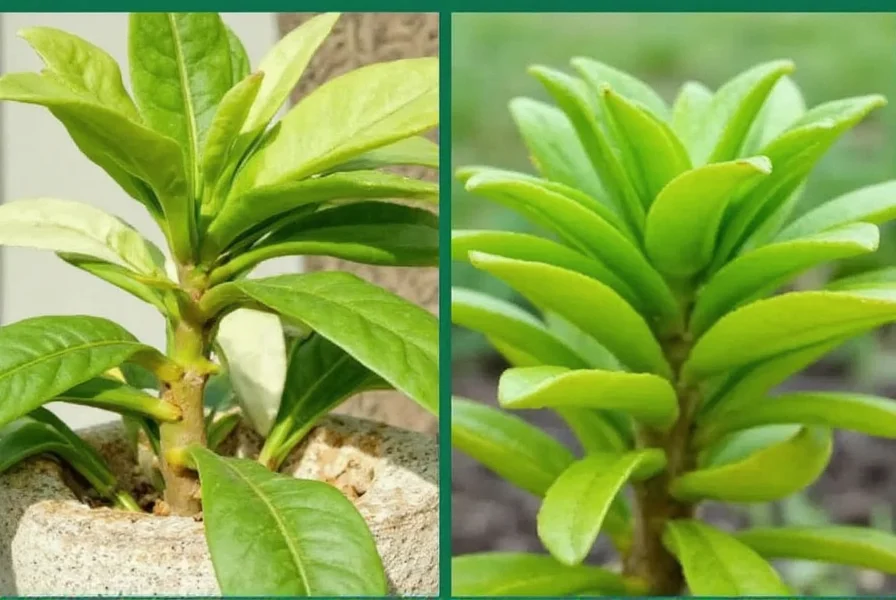 Healthy ginger plant showing vibrant green leaves and soil conditions