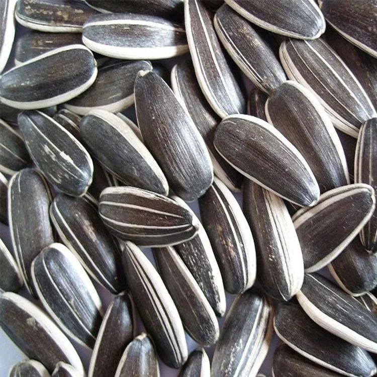 China quality sunflower seeds with best price inner mogolia