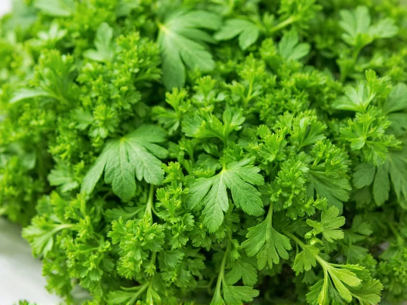 Coriander vs Parsley: Key Differences Explained