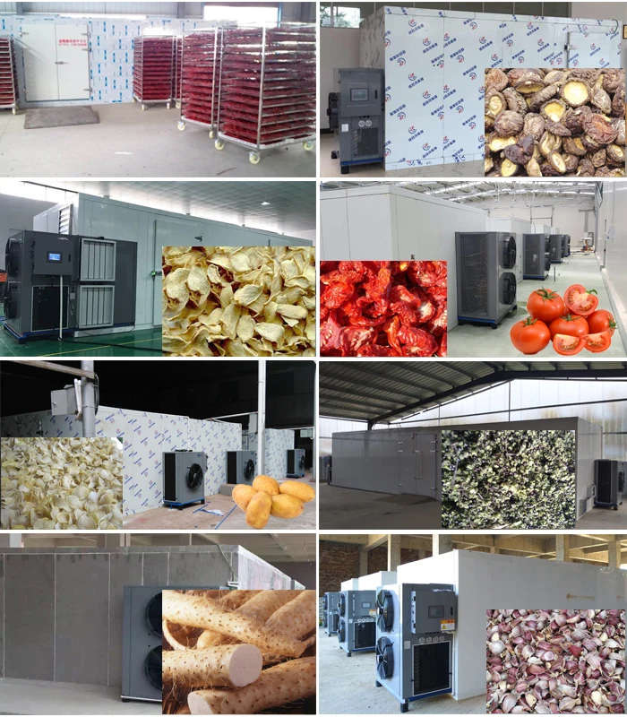 Vegetable Processing Application Garlic Chips Dehydrator Machine Buy