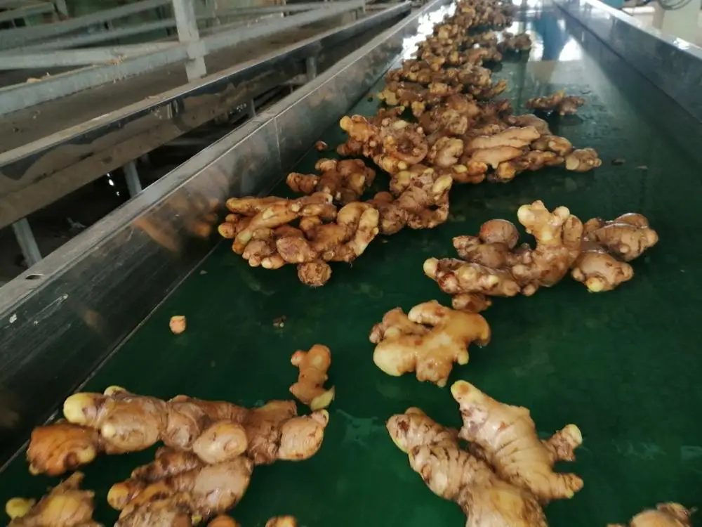 
Vietnam Fresh Ginger new crop +84984418844 whatsapp 