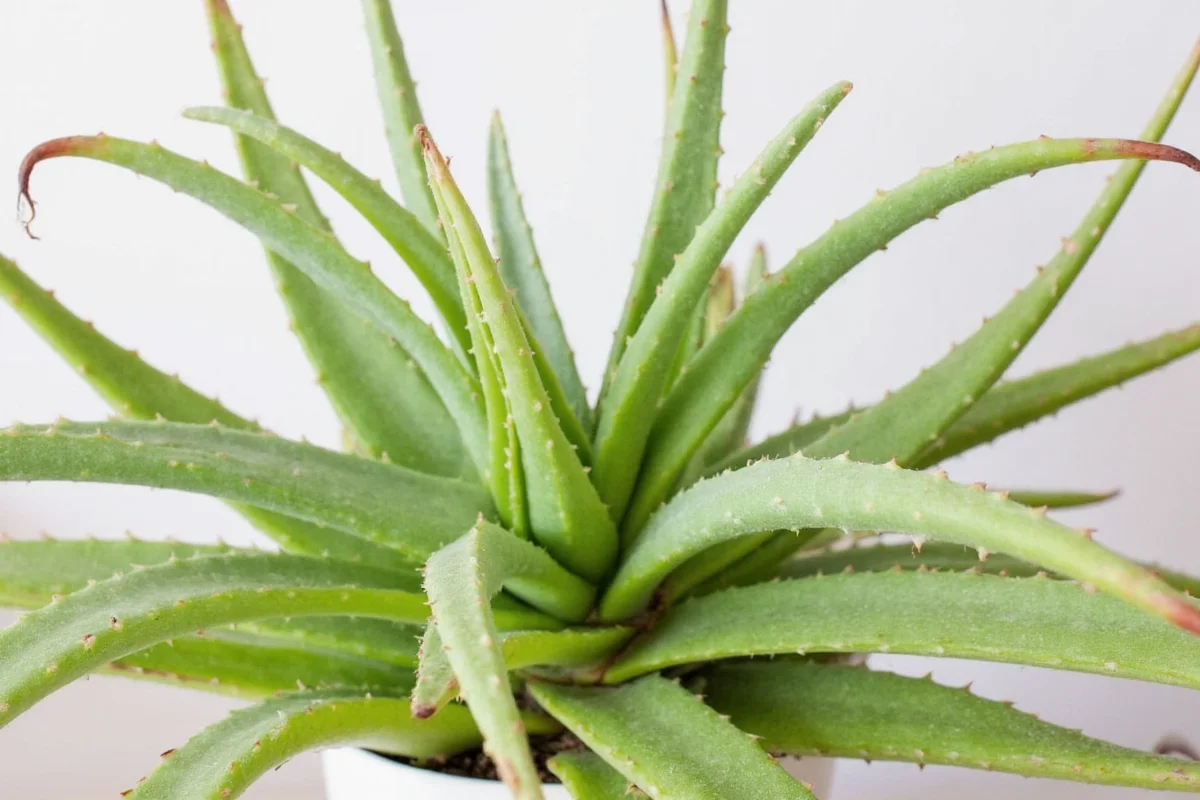 how to care for aloe vera plants