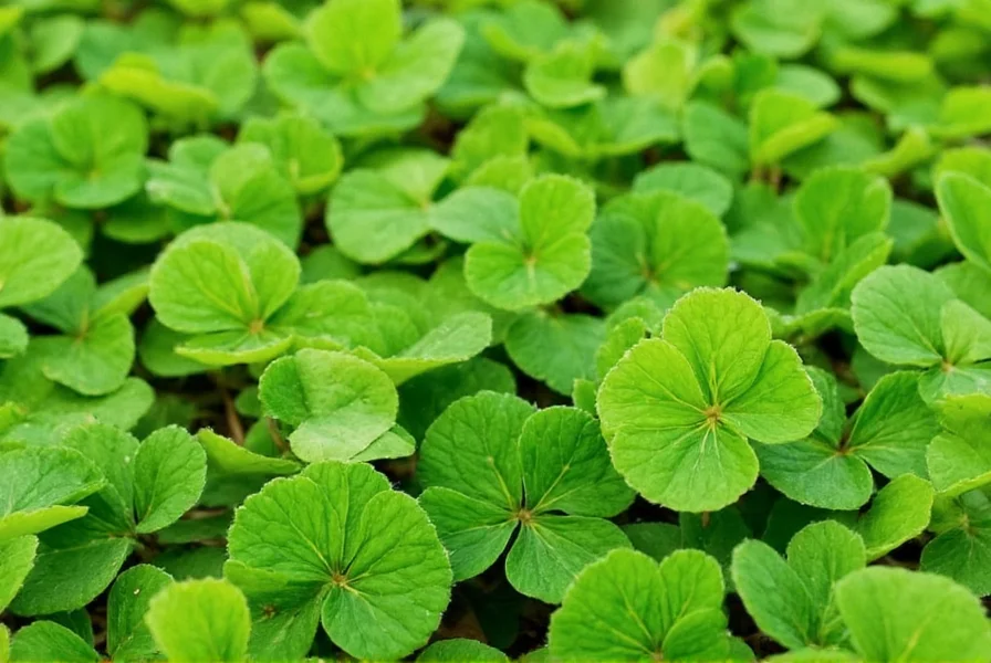 Clover in Lawn: Benefits, Drawbacks & Management Guide