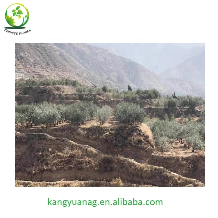 
European Olive seedling fruit trees plants 