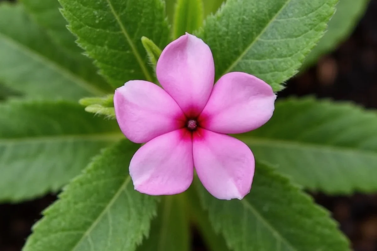 how to care for a cyclamen plant