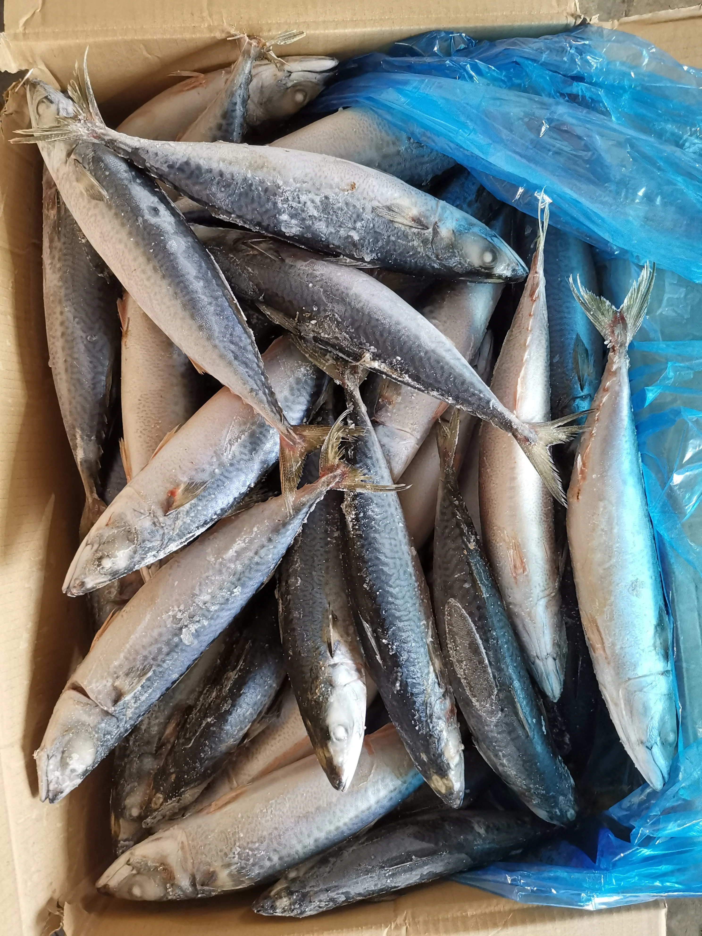 
Frozen Whole Round 300-500G Pacific Mackerel Sea Dream 