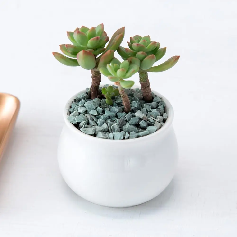 

wholesale modern decorative garden mini size round ceramic flower pot succulent pot, White
